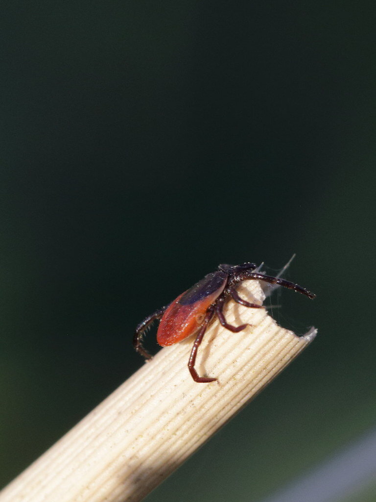 Cобачий клещ (Ixodes ricinus) 