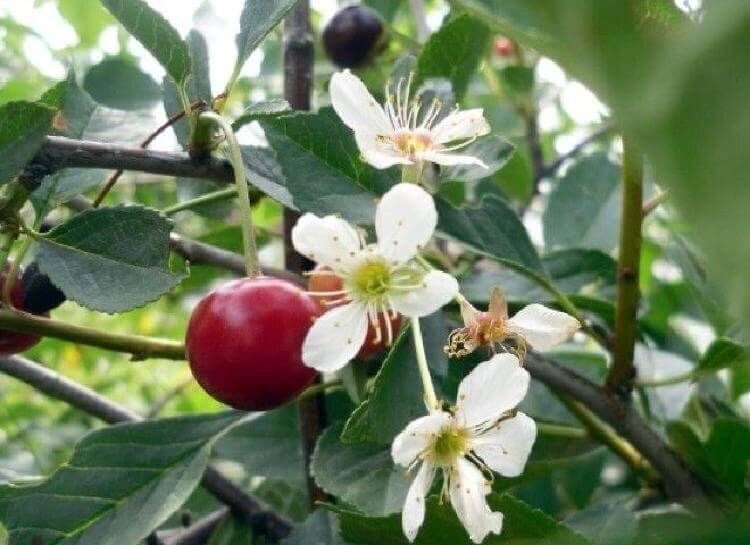 Вишня фото из инета