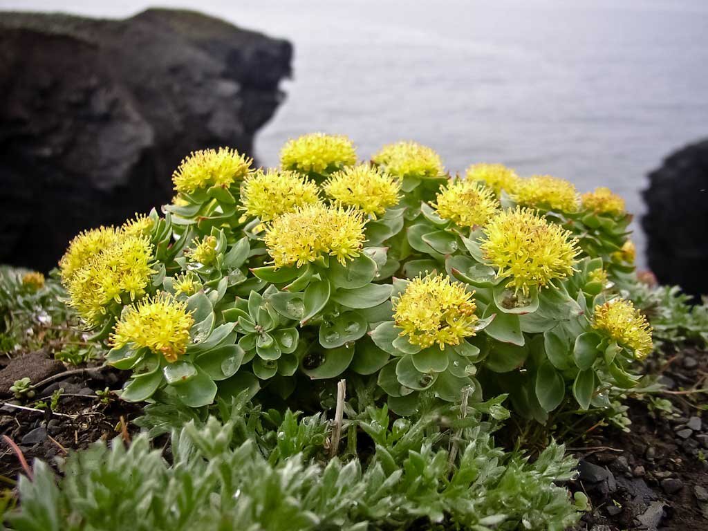 Родиола розовая. Родиола розовая Rhodiola rosea. Золотой корень Rhodiola rosea. Золотой корень родиола корни. Родиолы розовой(золотого корня),.