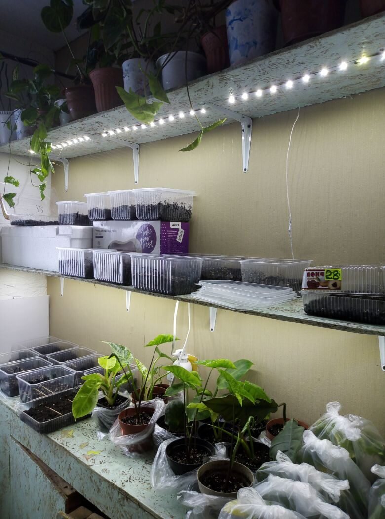 начало посадки в моем доме