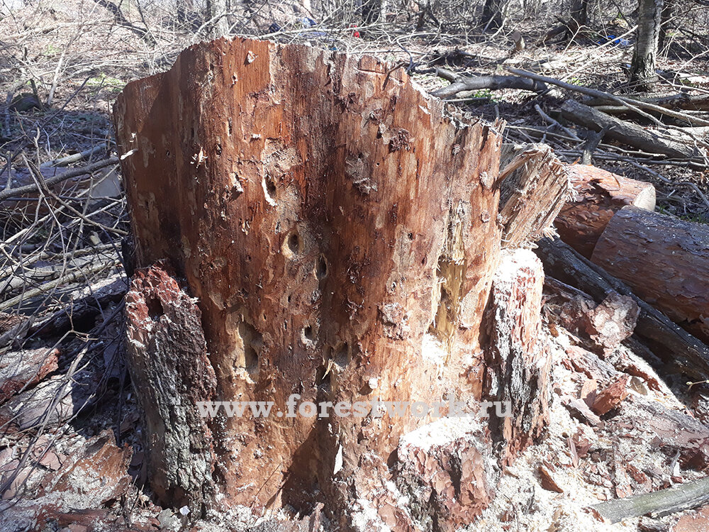 Как удалить пни на вашем участке?