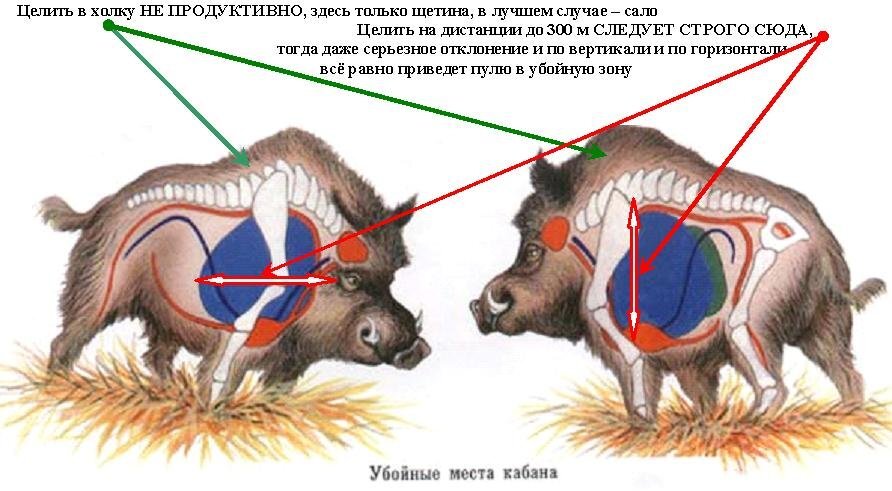 Убойные места лося схема