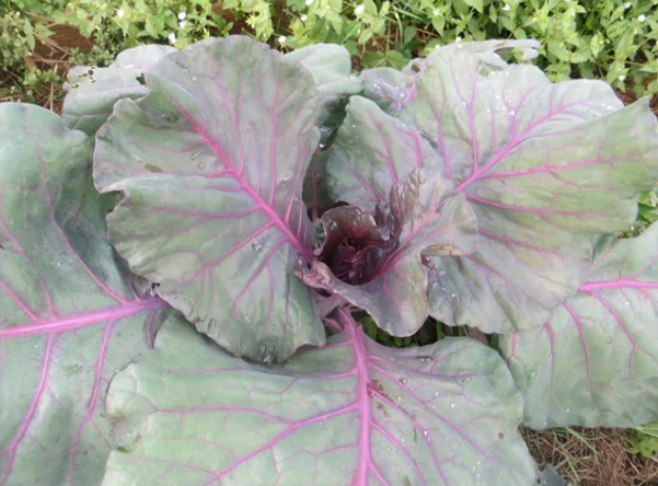 Калибос: зарождение кочана