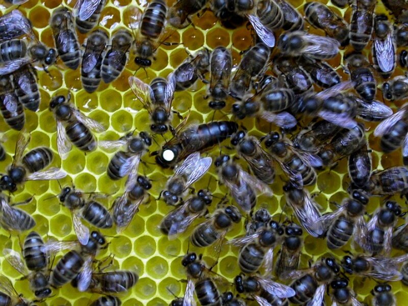 Среднерусская пчела. Матка среднерусской пчелы. Среднерусская Лесная пчела. Среднерусская Лесная темная пчела. Какая порода пчел