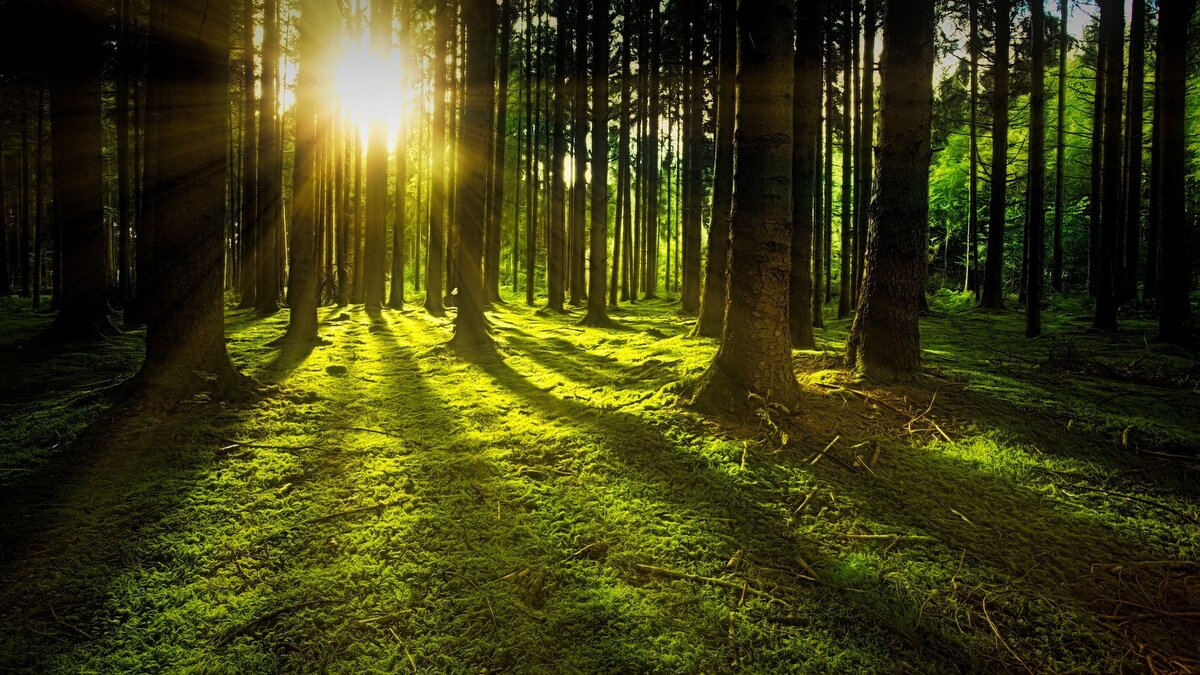 Фото https://pixabay.com/ 