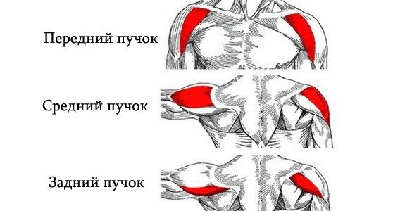 Так выглядит строение дельтовидной мышцы