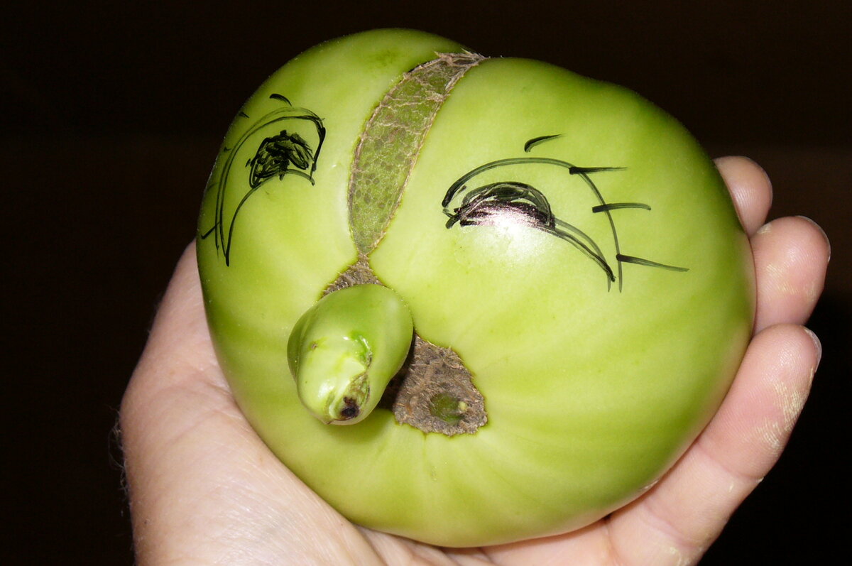 Синьер-помидор!