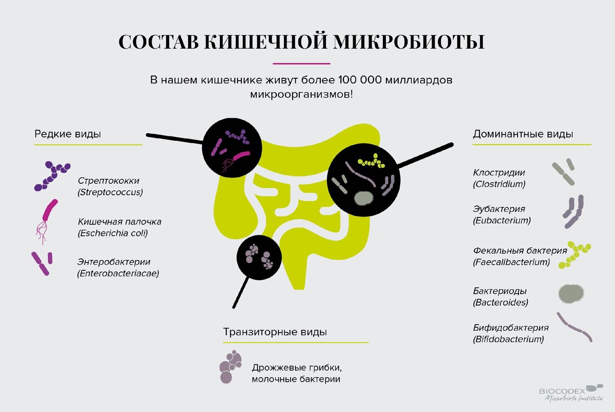 Микробиота или микрофлора? | Моя микробиота | Дзен