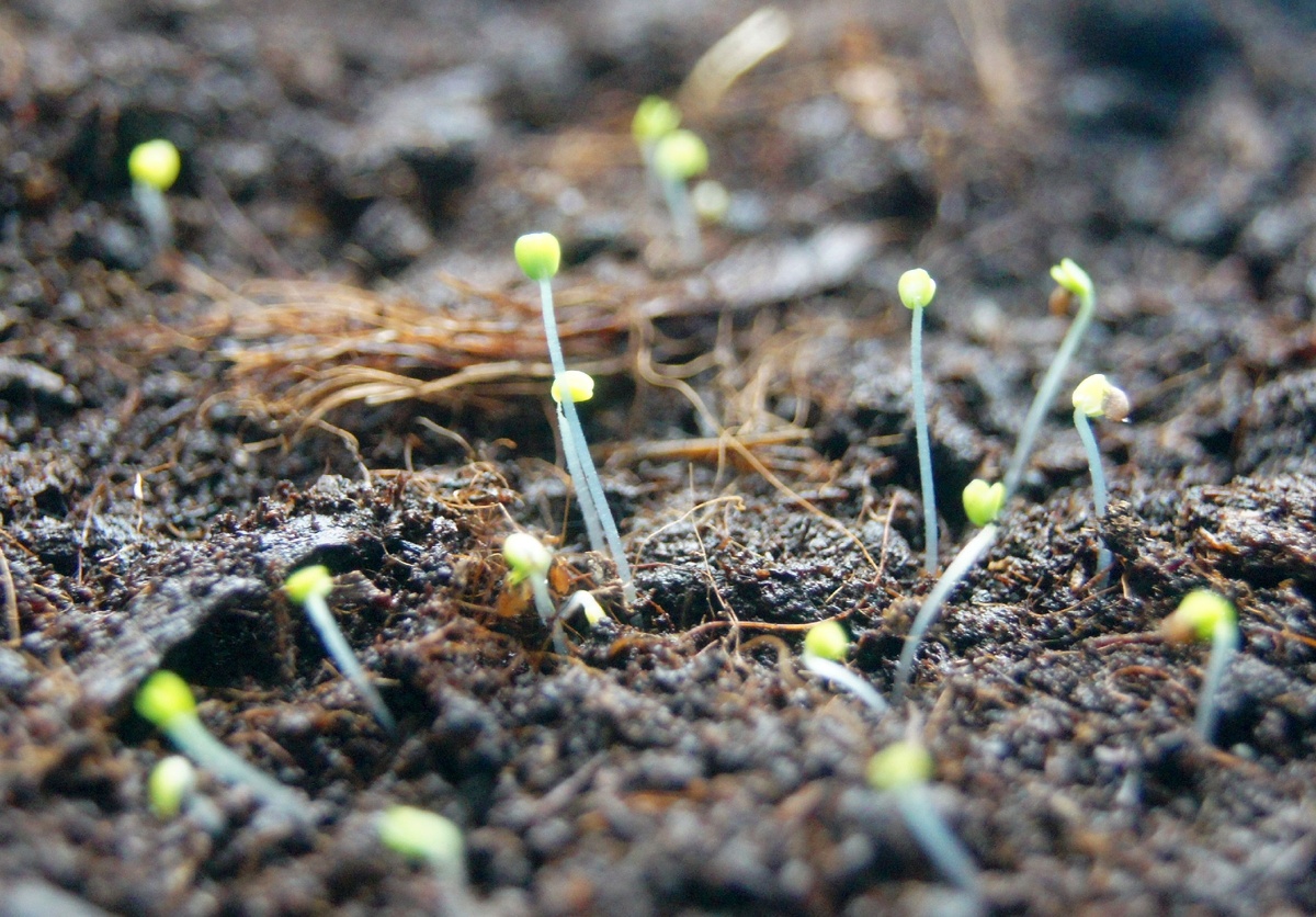 Макрофото микро-майорана