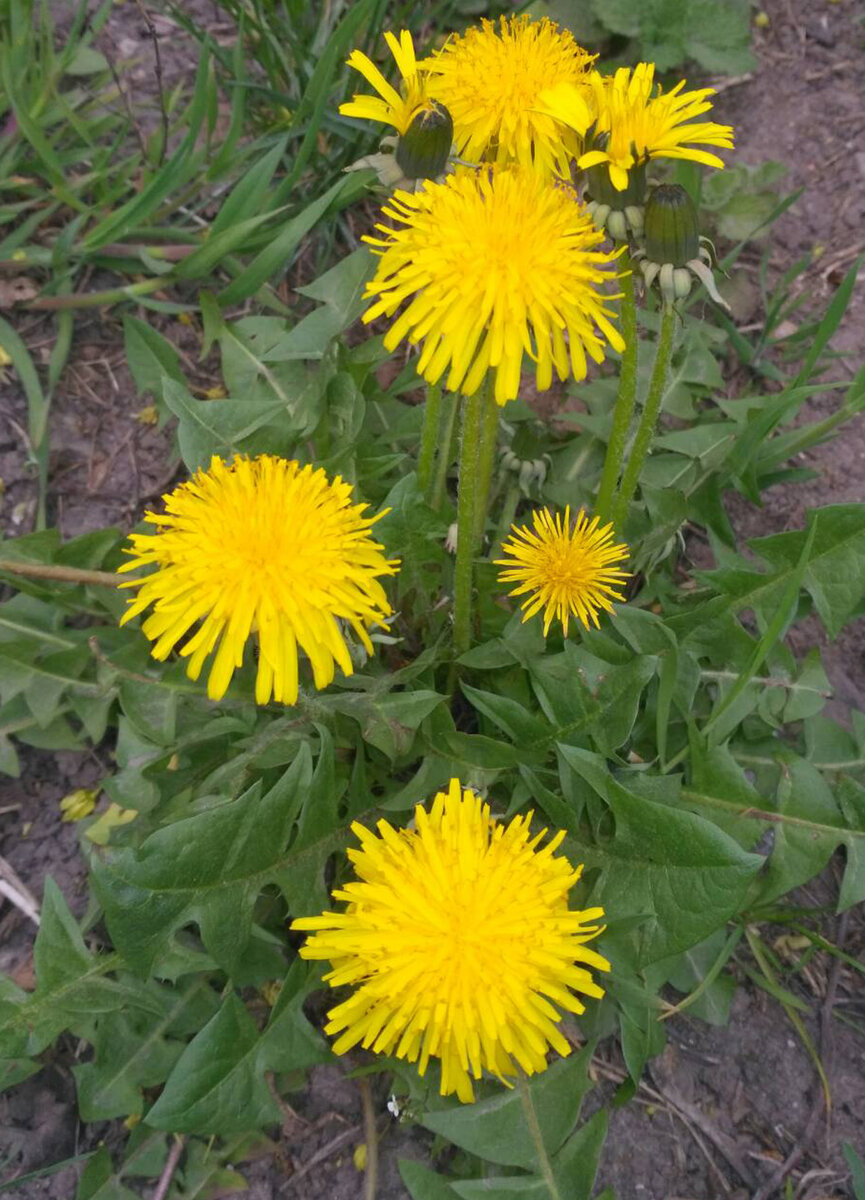 Если вас по жизни  сопровождают вздутия, склонности к запорам или поносам,  то, скорее всего,  у вас нарушена микробиота кишечника. Возможно,  некоторое время назад  вы лечились антибиотиками или перенесли отравление,  это могло послужить отправной точкой в дискомфортных ощущениях сейчас.
 Как помочь организму?
Несмотря на множество противоречивых рекомендаций, которые можно найти в интернете, я советую вам прекратить всякое сыроедение.
Все овощи кушать термически обработанными: тушёными, запечёнными, отварными, бланшированными, овощи-гриль.
Ешьте овощные рагу, овощные супы и борщи, овощные лечо. Всё это будет приумножать комфортные ощущения в желудочно-кишечном тракте.
Обязательно введите в свой рацион запеченные яблоки. Съедайте их, как минимум 3, если они маленькие. Если побольше, то можно 2. Особенно запечённые яблоки показано употребить  ближе к вечеру.
Понимаю, что сейчас не сезон для яблок, доедаем урожай предыдущего года.  Но, тем не менее, с проблемой дискомфорта в желудочно-кишечном тракте они являются очень хорошим сорбентом («подчищают» кишечник), а также они являются хорошей основой для размножения и развития дружественной микрофлоры.
Чего ни в коем случае не скажешь о сырой клетчатке, которая способствует  размножению болезнетворных микробов.  И от сырой клетчатки человек зачастую ощущает ещё большее вздутие и бурление.
Если вы так будете питаться несколько дней, то через короткое время заметите, что ощущения в животе у вас стали гораздо комфортнее.
