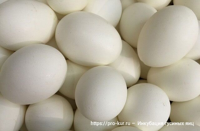 Яйценоскость гусей. Условия для кладки яиц