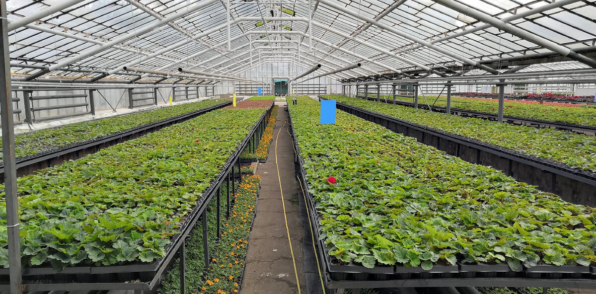 Ульяновский совхоз декоративного садоводства сайт. Ульяновский совхоз декоративного садоводства сайт. Магазин ульяновского совхоза декоративного садоводства. Измайловский совхоз декоративного садоводства 16 парковая. Ульяновский совхоз декоративного садоводства рассада.