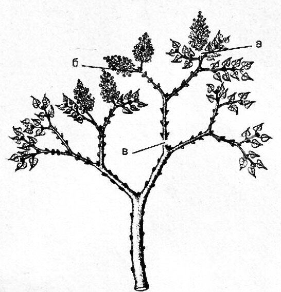 Как обрезать сирень схема