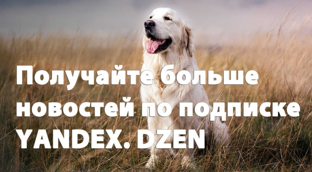 Готовим дом к появлению щенка. Что нужно закупить и сделать на первое  время? | Golden Retriever | Дзен