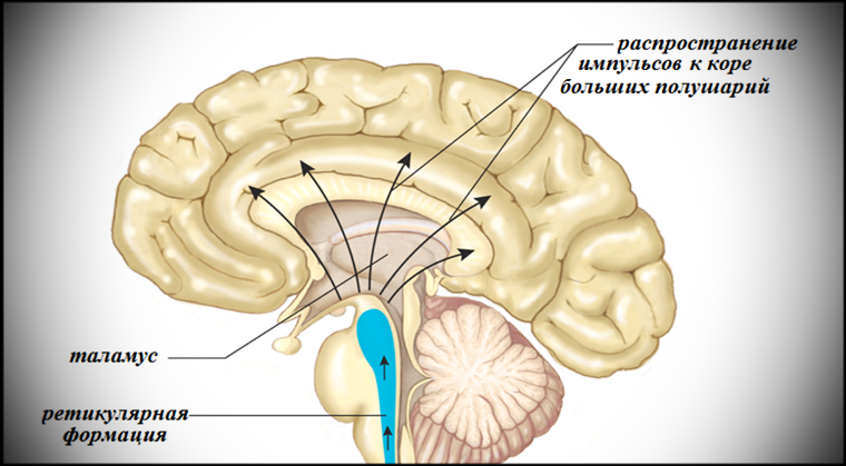 Ретикулярная формация головного мозга презентация