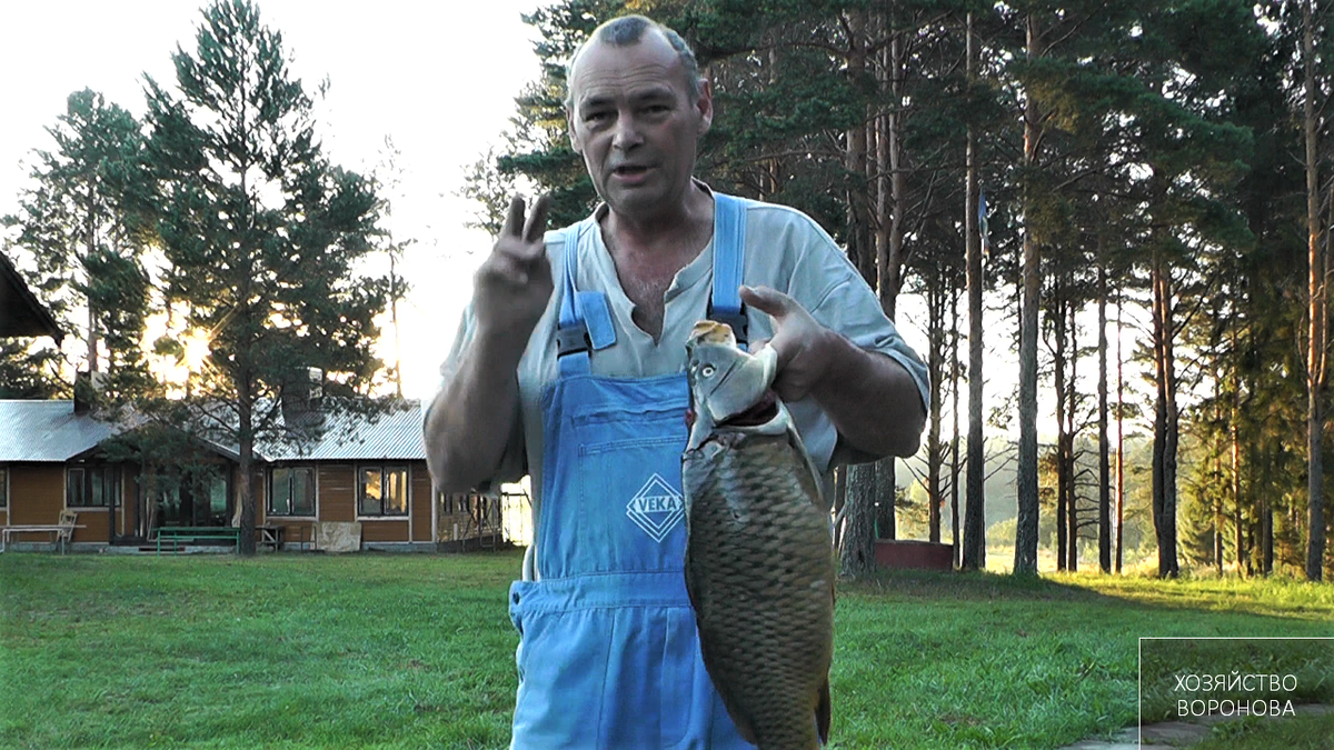 Карп после нереста