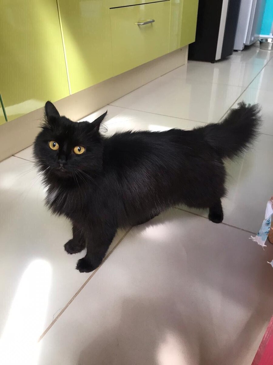 ...а если спускалась с коленей - то ходила по кафе очень потерянной