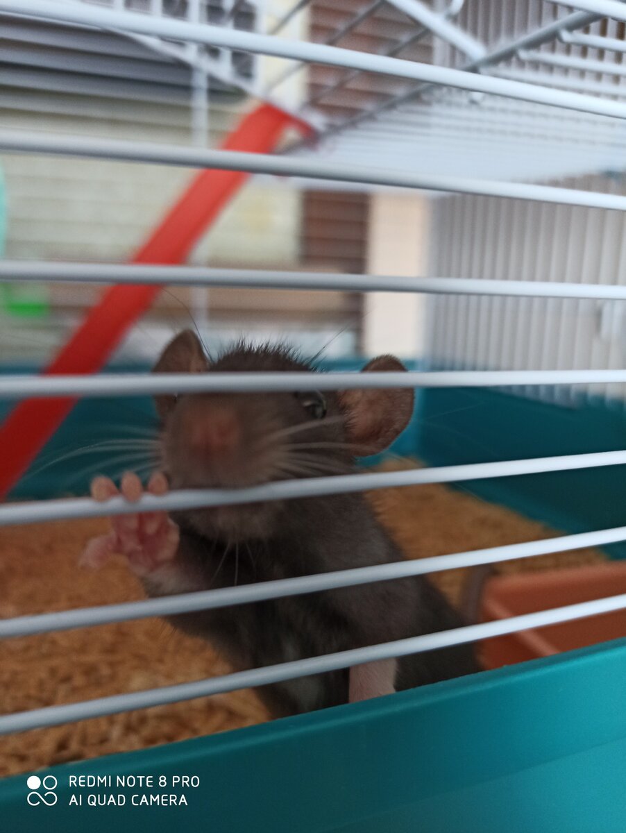 Это как только взяли, сейчас конечно он стал крупнее и несомненно его мальчишеское достояние тоже 😉