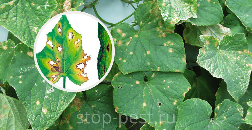 фото сайта https://stop-pest.ru