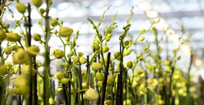 Производство орхидей