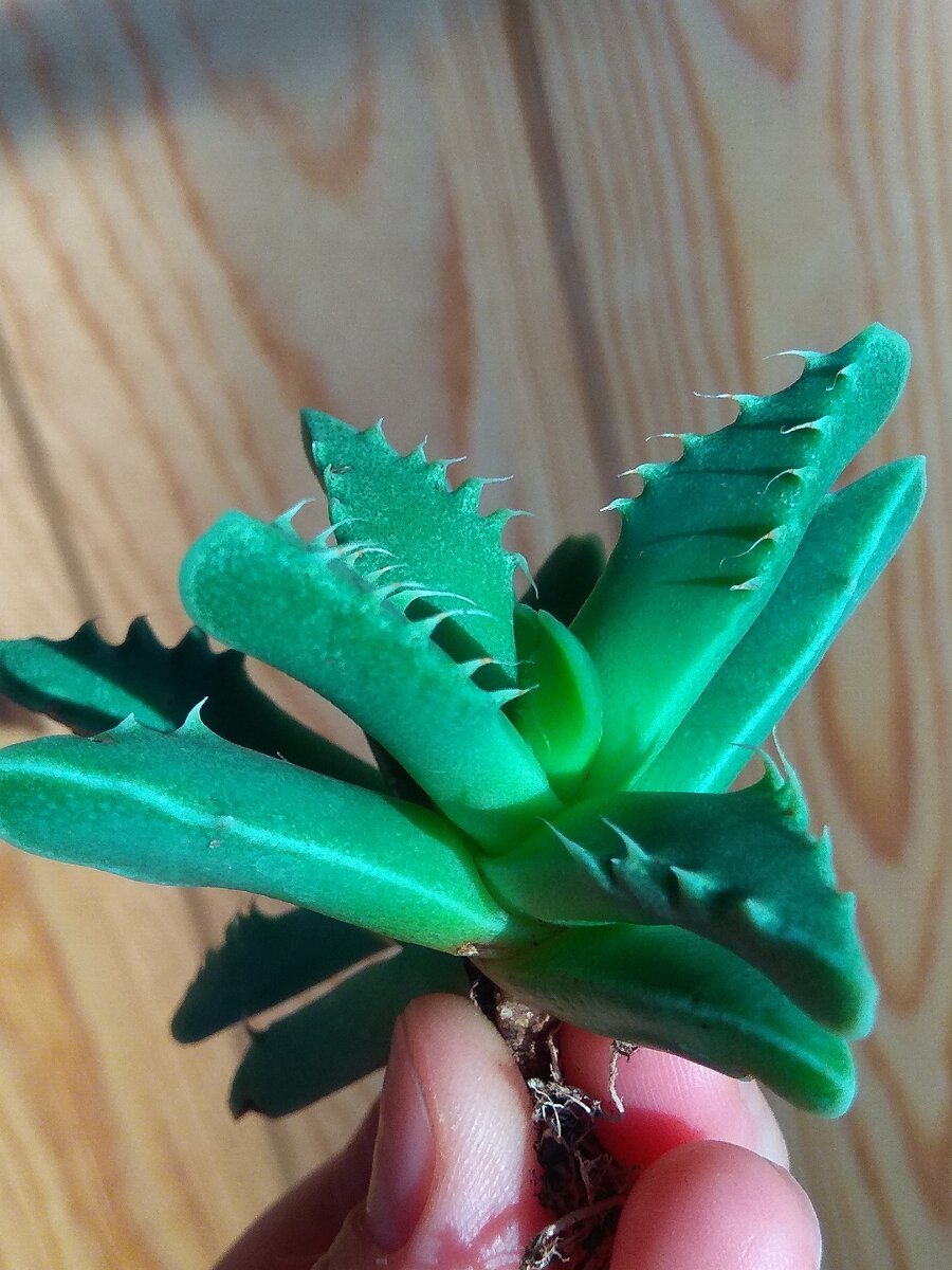 Faucaria felina