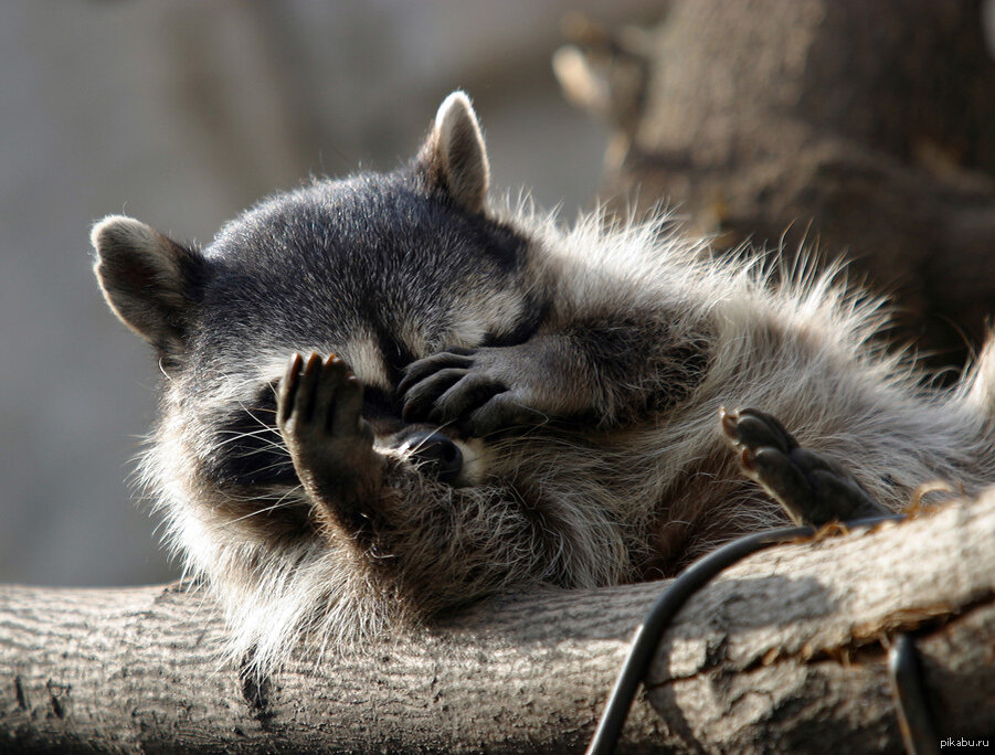 Фото из широкого доступа интернета