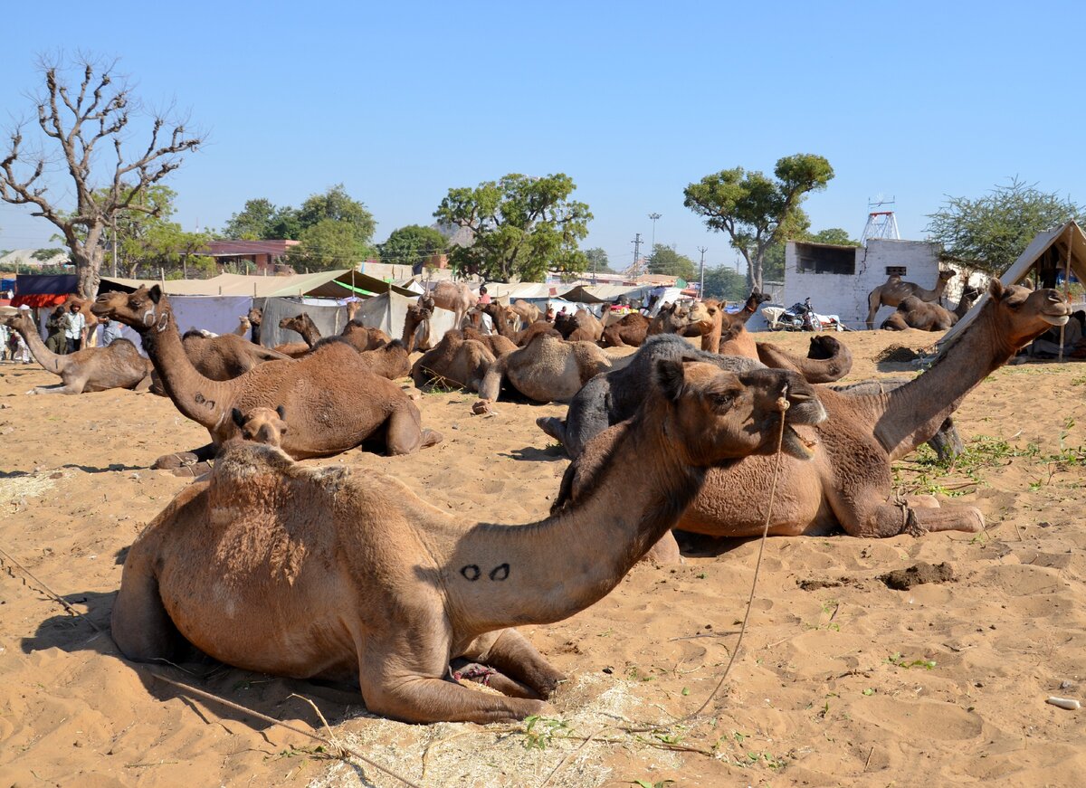 Верблюды в Пушкаре. Фото автора.