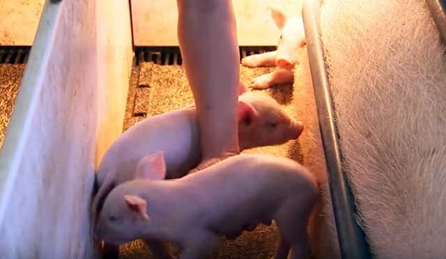 Периодический понос у поросят