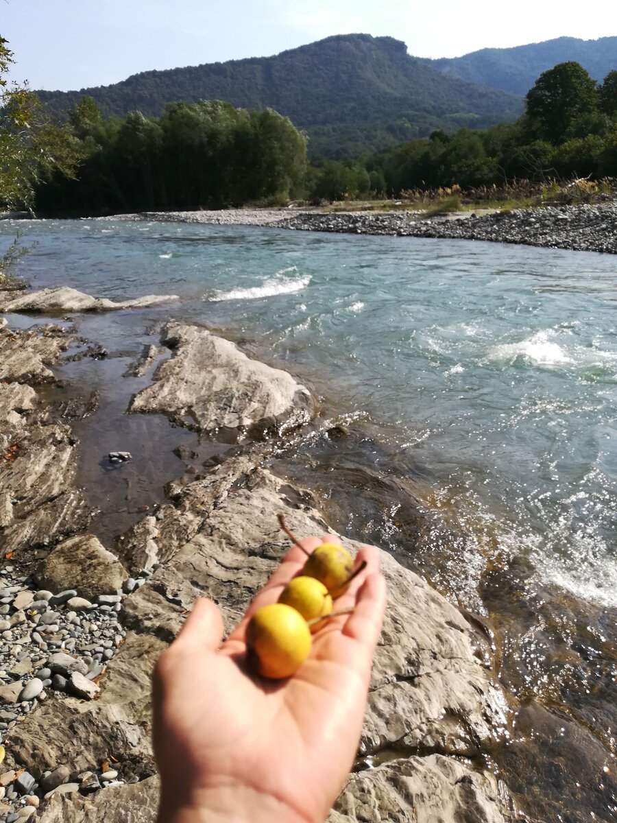 Дары природы. Дикие груши