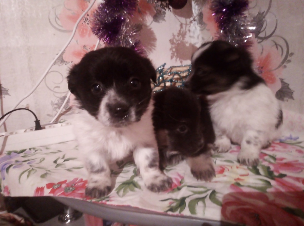 Три подарка