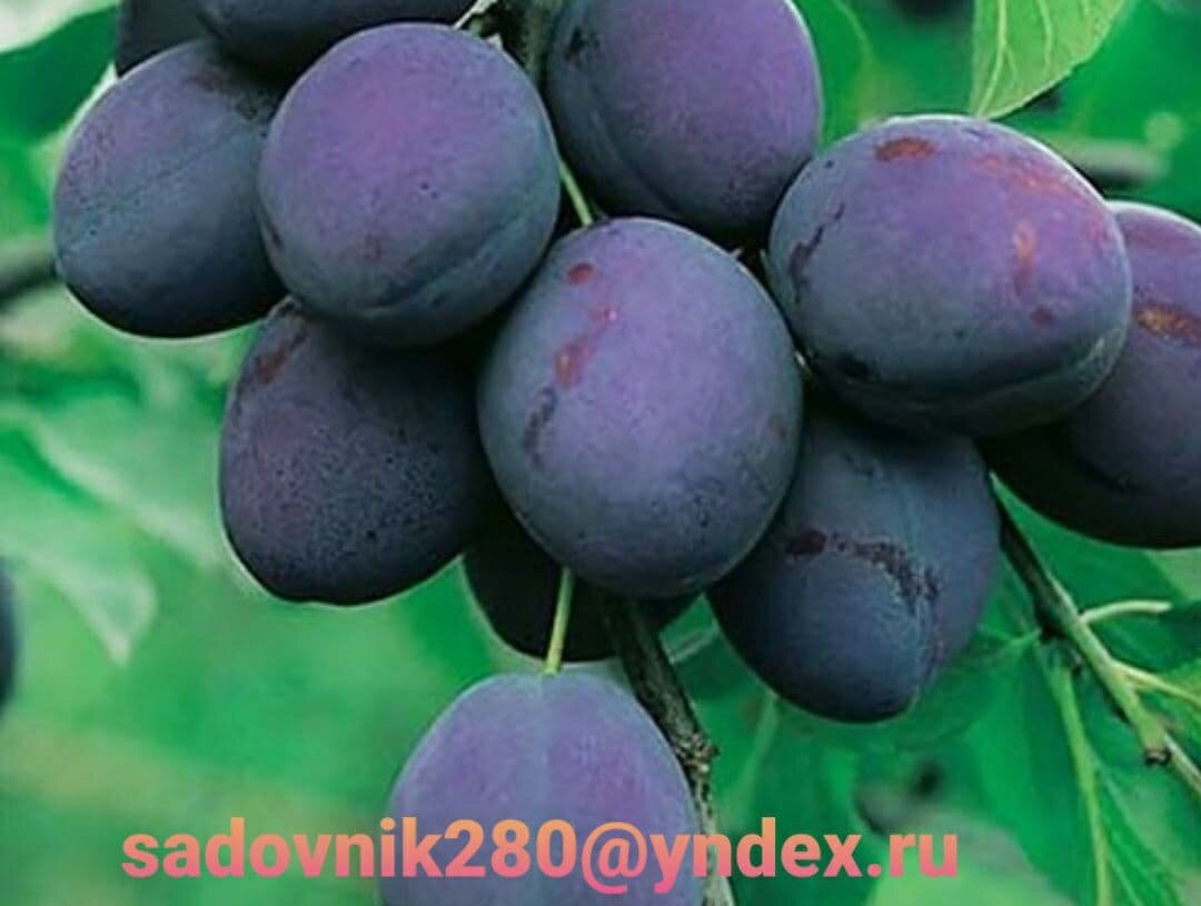 Фото-коллаж автора Алесад. Слива-совсем недавно на дереве.