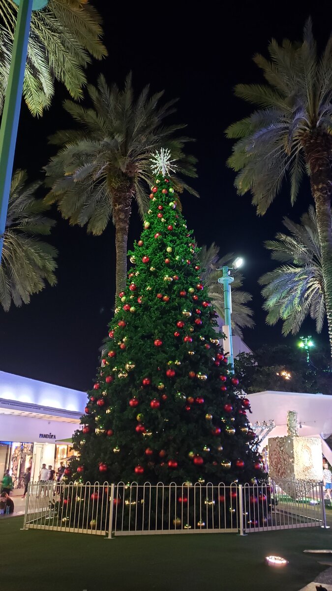 Ёлки-пальмы.