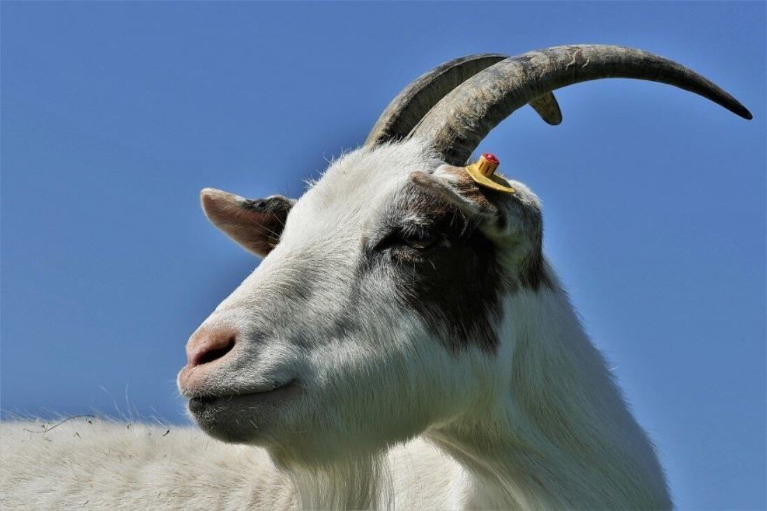 Фото из интернета.