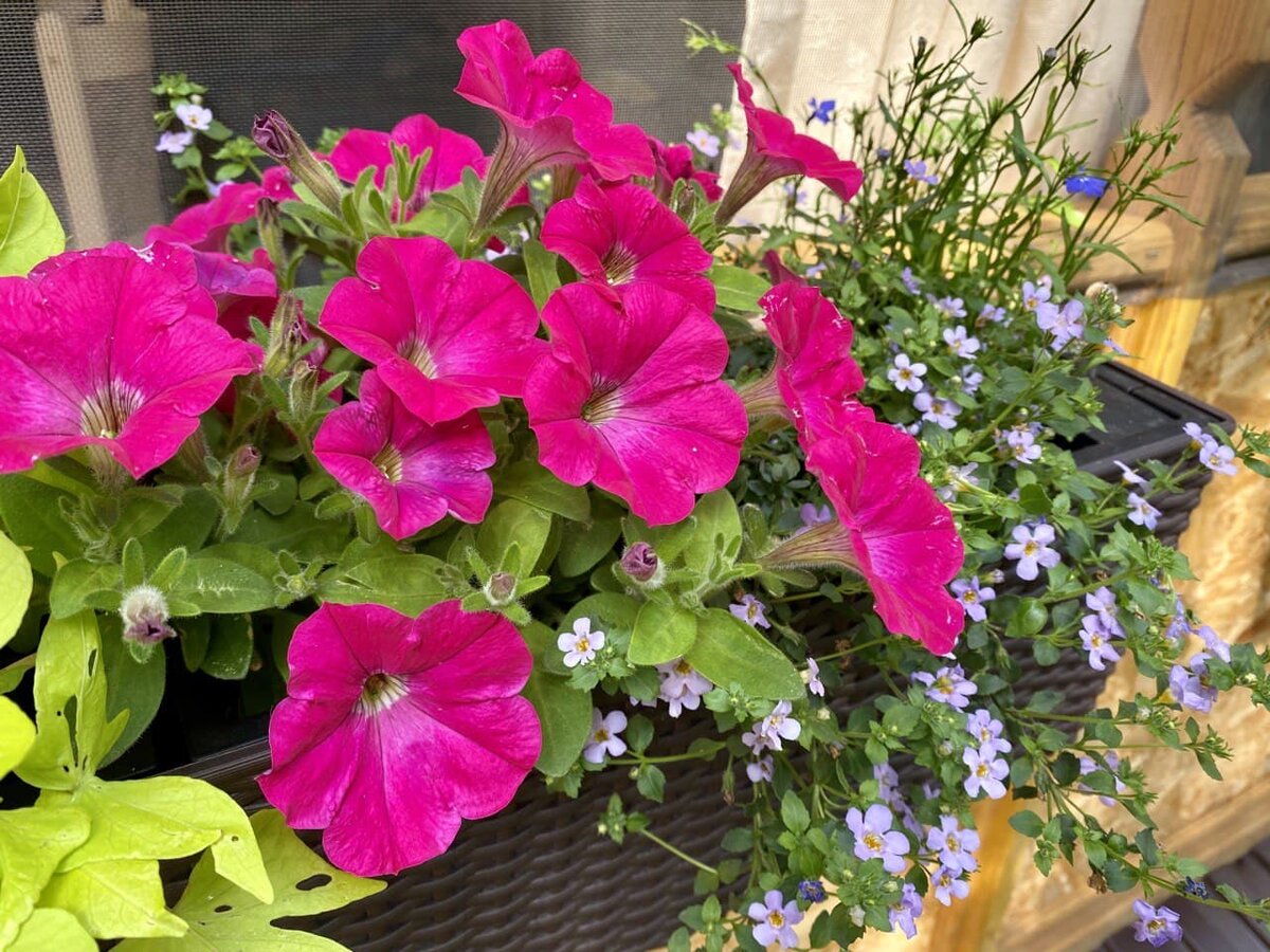 Петуния в кашпо . Композиция с Лобелией