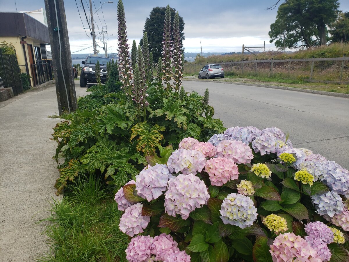 Остров Кальбуко, Чили