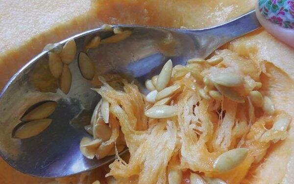 Картинка взята из открытых источников интернета https://moefermerstvo.ru/wp-content/uploads/2019/04/dynya-kolhoznitsa-10.jpg