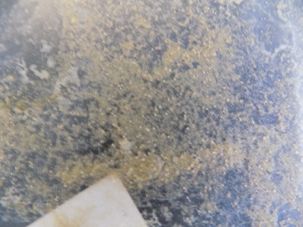 Белые точки -эфиппии.