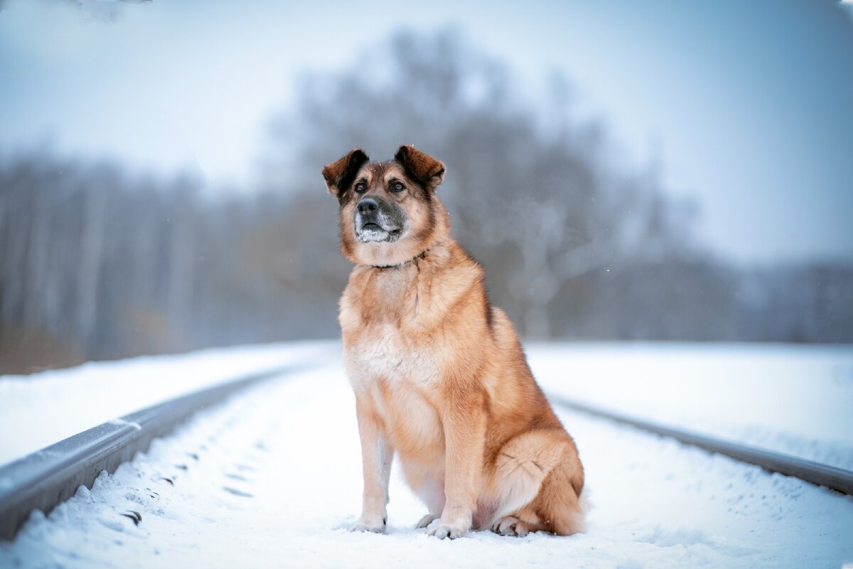 Хлоя живёт в приюте «Красная Сосна»