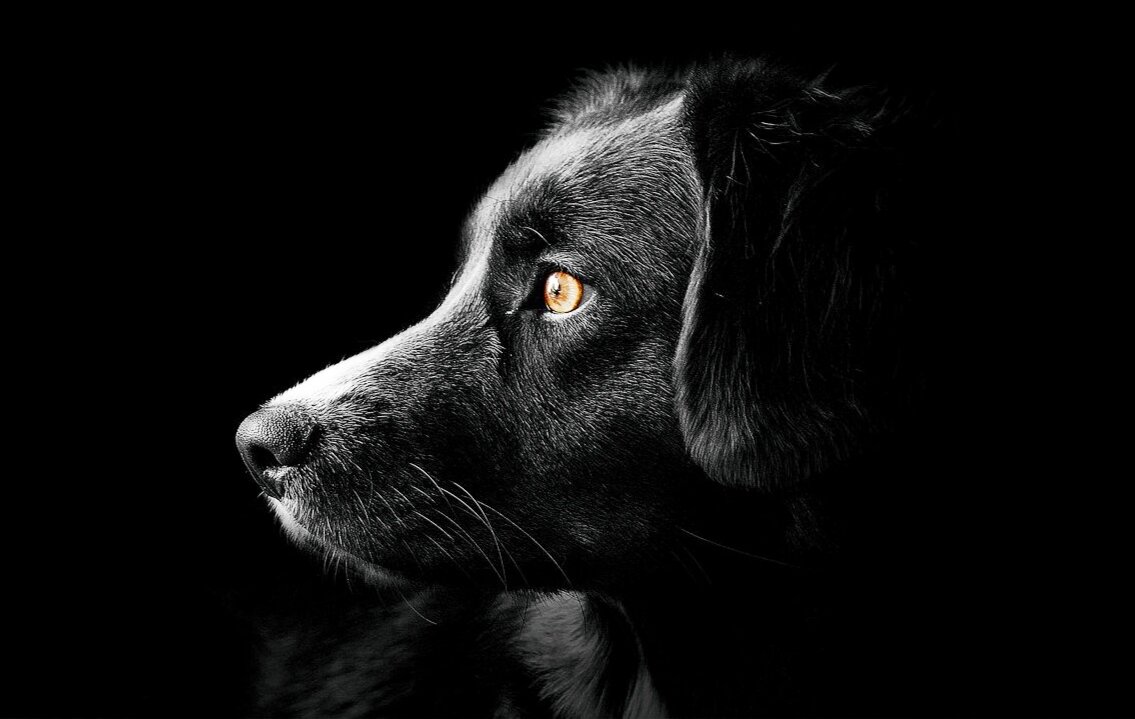 Изображение с сайта Pixabay