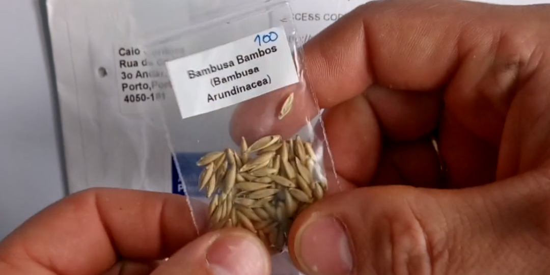 Бамбук выращиваем на даче из семян.