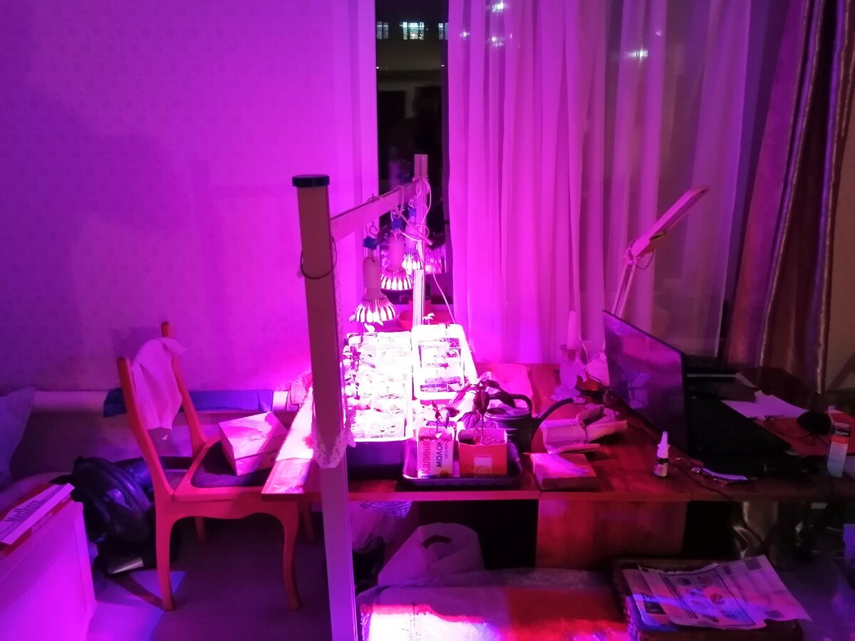 Рассада под фито лампами