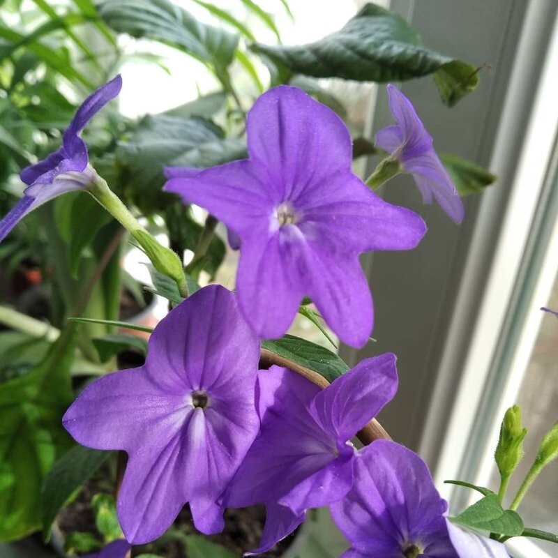 Фото https://www.instagram.com/p/CJx8Ui6MtFd/