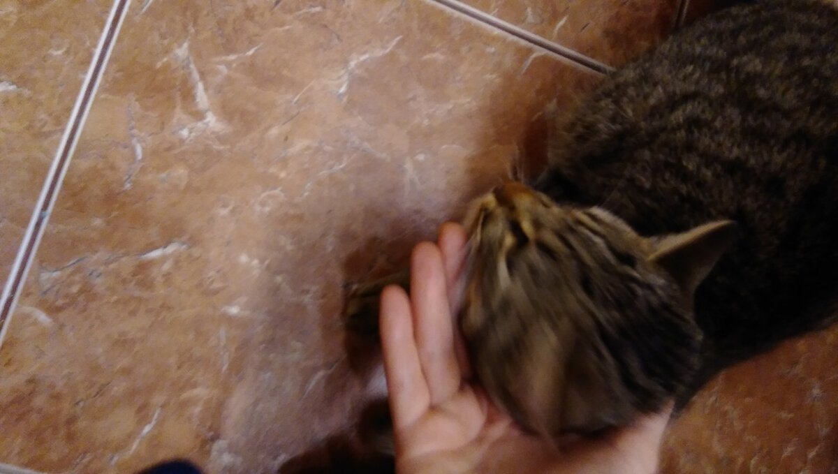 Сказать, что с фото плохо, это ничего не сказать. Я не из тех людей, которые снимают животных в беде, ради контента. Я их из нее сначала пытаюсь вытащить. А потом уже делать фото. Так что ждём фотографии в воскресенье)