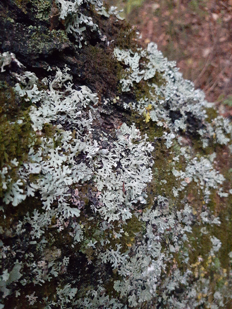 Фото сделано в болоте 