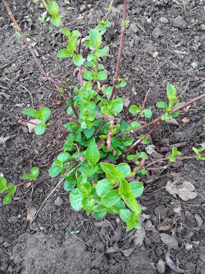 Гортензия в мае