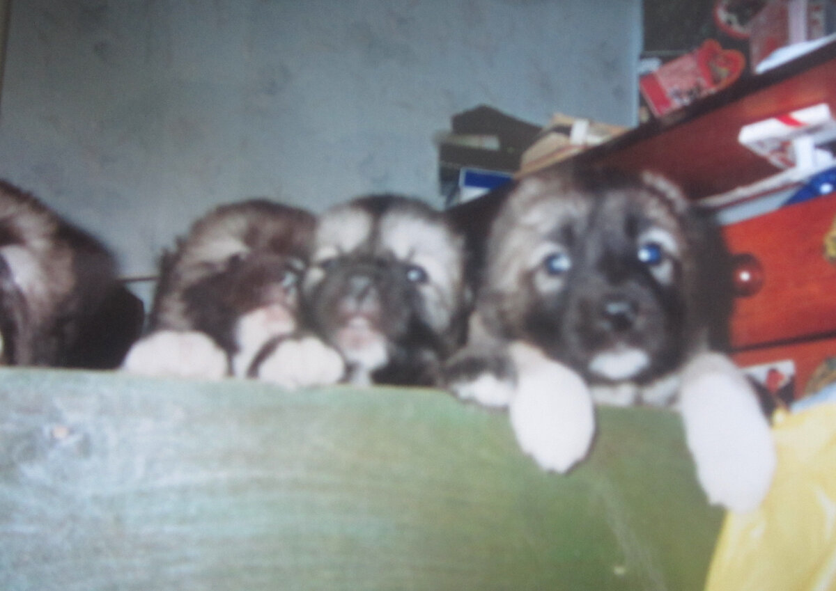 3 недельные щенки Вирмы-Даури