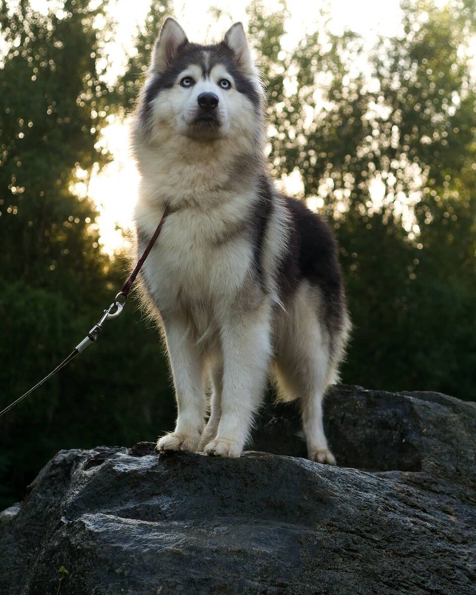 Молли - моя собака