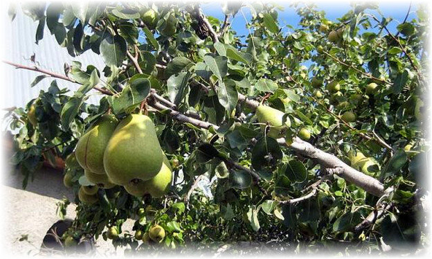 Деревья груши кюре большие и долговечные, с хорошей облиственной кроной. При большом урожае ветви тянутся вниз, и дерево кажется поникшим. Цветет груша в ранние сроки. Цветки крупные и белого цвета. Деревья отличатся большой долговечностью. Дает урожай уже через 3-4 года после высадки саженца. Отличают регулярную и высокую урожайность. Созревание плодов происходит в конце сентября или в начале октября. Передерживать плоды на деревьях не рекомендуют, так как отмечают мучнистый вкус.