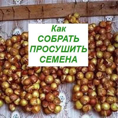 как просушить семена