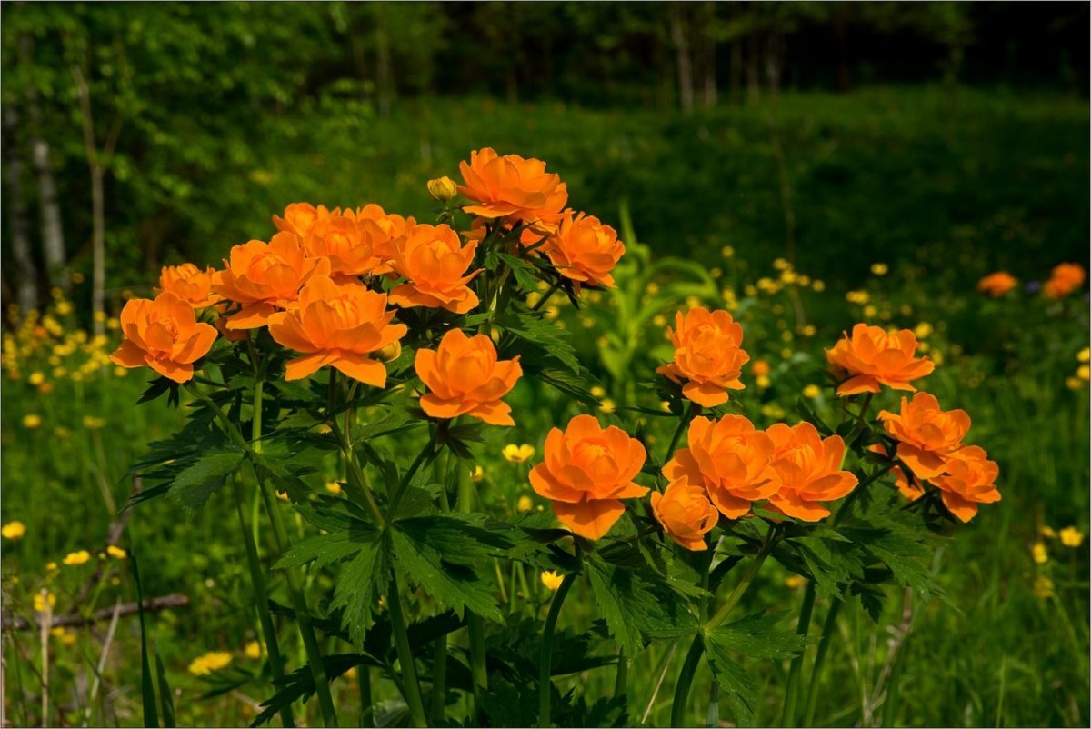 Фото жарков цветы